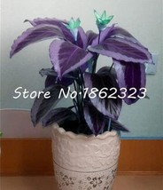 Calathea Seed Foliage Plant Seed Pot Variety Complete The Budding Rate 9... - £8.40 GBP