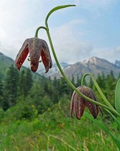 Fritillaria Affinis Checker Or Chocolate Lily Mission Bells 10 Seeds - £7.47 GBP