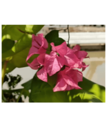 Bougainvillea glabra 50 Cuttings paper flower Pink - $39.60