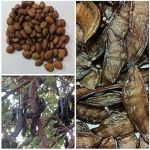 Middle Eastern 100  carob seeds 100بذرة من بذور الخروب - $15.00