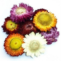 Teh Colourful Chrysanthemum (Colourful Chrysanthemum Dried) - £18.09 GBP