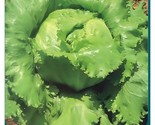 Lettuce Seedsceberg Lettuce 500 Seeds Cimarron Great Lakes Boston Romain... - £7.20 GBP