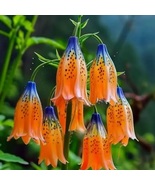 Blue Orange Tibetan Bell 25 Seeds Flowers USA Easy to Grow Garden - $12.75