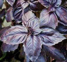 Grow In US Purple Basil Seeds 200+ Herb Garden Spice Culinary Cooking Non-Gmo - £6.57 GBP