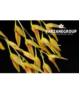 PLEUROTHALLIS PICTA SMALL ORCHID SPECIES MOUNTED - $39.00