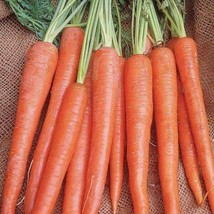 Imperator 58 Carrot Seeds 1000+ Vegetable Garden Heirloom NON-GMO - $1.99