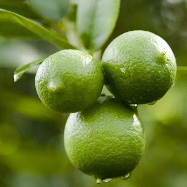 Mexican Key Lime Tree/Bush 12-15&quot; Tall Live Plant 5&quot; Citrus aurantifolia - £80.33 GBP