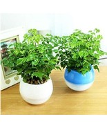 Radermachera Sinica Seeds Fresh Seeds USA - $8.91