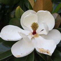 5 Magnolia Grandiflora Cold Hardy Form Southern Magnolia Seeds For Planting   - $19.50