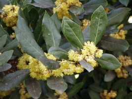 Fresh Laurus Nobilis Bay Laurel Sweet-Bay Bayleaf 5 Seeds Ship From Usa - $23.90