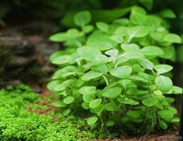 Aquarium Plants Lobelia Cardinalis Bare-root Dwarf Mini  - £15.67 GBP