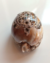 Cowie Tiger Shell with Sea Turtle Florida 3 3/4&quot; Long Hand Carved - £7.56 GBP