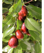 GIB 20 Asian Date Jujube Ziziphus Spinosa Common Chinese Tsao Red Fruit ... - £15.73 GBP