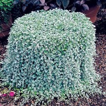 New Fresh Dichondra Repens Silver Falls Emerald Falls Ground Cover Bonsai In Han - £8.48 GBP