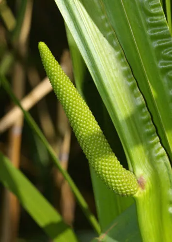 35 Sweet Flag, Fragrant Ornamental Reed Grass Seeds  - $17.85