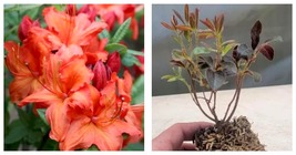 Fresh New Fireball Deciduous Azalea Starter Plant 1 live plant - $41.99
