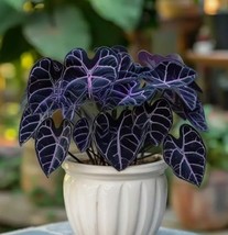 CLK 25 Pcs/pack Seeds Black Purple Caladium Flowers Beautiful Floral Garden - £7.71 GBP