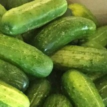 New Fresh Seeds Bush Pickle Cucumber Seeds Pickling Seeds - $14.82