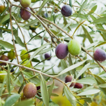 1 Pcs Starter Plant 6&quot; Tall Mission Olea Europaea Plant, Olive Tree Plant | RK - £28.62 GBP