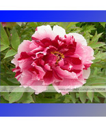 1 Pack 5 Seeds Pack Multicolor Japanese Tree Peony Flower Seeds Shima Ni... - $16.32 CAD
