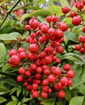 VP Nandina Domestica, Heavenly Bamboo, Sacred Bamboo, - 20 Seeds 2024 - Usa - £7.24 GBP