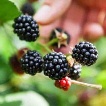 4 BlackBerry Sweetie Pie Live Plants Great Fruits Four Plant Garden Outdoor - £39.79 GBP