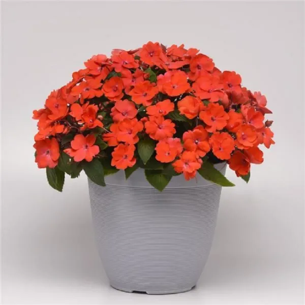 Impatiens Seeds Solarscape Orange Burst 15 Seeds New Variety Garden - £16.76 GBP