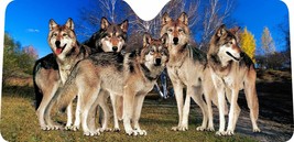 Cool Pack of Wolfs design car window Sun shade , made to order, select y... - $24.99