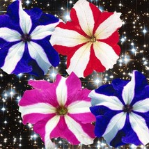 Flower Seeds 1000 Petunia Seeds Candypops Star Mix Fresh Seeds USA - £27.15 GBP