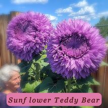 6262 sunflower teddy bear pop thumb200