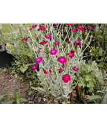 150 Rose Campion, Sun Perennial! Pink Flower Seeds - $20.85