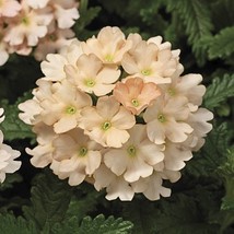 1R3D5 Verbena Tuscany Peach Verbena 25 Fresh Seeds USA Seller - £13.12 GBP