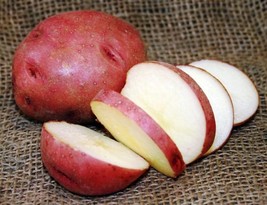 Murasaki Sweet Potato Slips - Ipomoea batatas - 2 Slips - $29.99