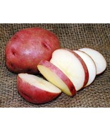 Murasaki Sweet Potato Slips - Ipomoea batatas - 2 Slips - $41.01 CAD