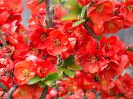 Chaenomeles Speciosa “Texas Scarlet” (Red Flowering Quince) Plant - £25.43 GBP