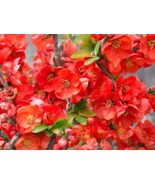 Chaenomeles Speciosa “Texas Scarlet” (Red Flowering Quince) Plant - £25.16 GBP