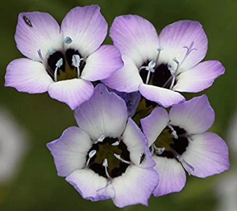 BStore 500 Seeds Bird&#39;S Eyes Gilia Tricolor Annual Flower - £7.54 GBP