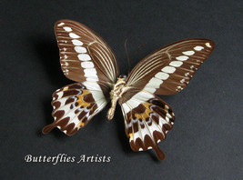 Real Banded Swallowtail Butterfly Papilio Demolion Framed Entomology Shadowbox  - £40.92 GBP