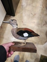 J27 Ringed Teal (Callonetta Leucophrys) Duck Bird Mount Taxidermy - £153.96 GBP