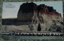 Vintage Color Photo Postcard, Sheep Watering On The Range, VGC - GREAT IMAGE - £3.86 GBP