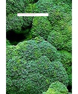 Waltham 29 Broccoli Seeds - NON-GMO - Vegetable Seeds - BOGO - £0.77 GBP