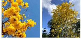 Starting Plant Golden Trumpet Tabebuia 10+” Tall trumpet tree Yellow - £26.14 GBP