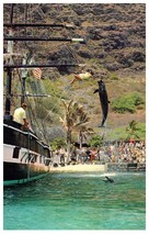 Sea Life Park Whalers Cove Makapuu Point Oahu Hawaii Postcard - £5.39 GBP