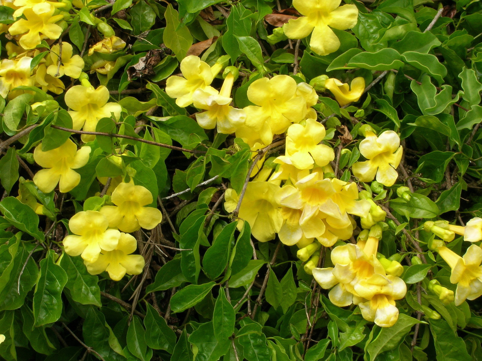 Macfadyena Unguis Cati Evergreen Vine Yellow Flowers 5 seeds Fresh Garde... - $17.96