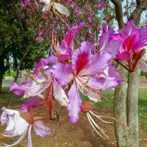 New 10 Geranium Orchid Tree Shrub Seeds Bauhinia Purpurea Purple Flower Fresh Ga - £6.97 GBP