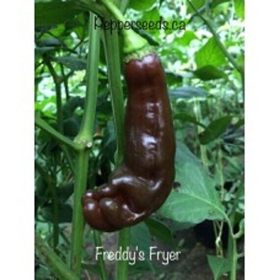 HT 25 Seeds Freddys Fryer Pepper Seeds Healthy ing Food Garden Seeds - $14.12