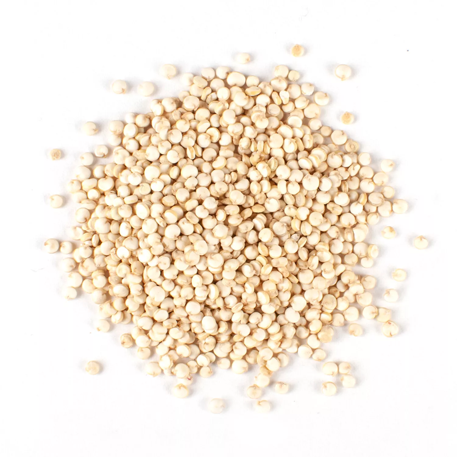 White Quinoa/ Chenopodium Quinoa Seeds (300) / FLORIDA GROWN / ORGANIC - $7.94