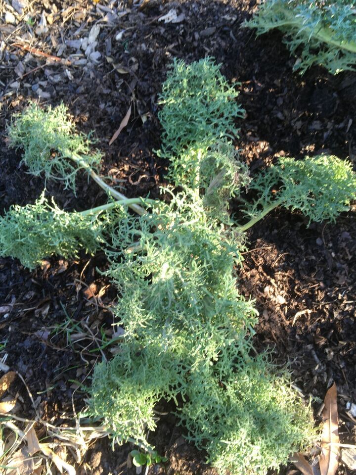 HSeeds 150 Seeds Of Frilly Or Lacy Kale,  2024 Harvest, Organically Grow... - $2.50