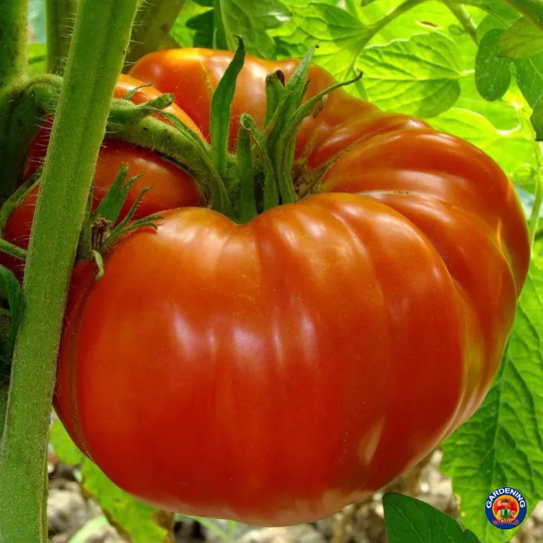 250 Seeds Beefsteak Tomato Heirloom Seeds Fast Plant Quick Garden Joy - £8.10 GBP