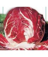 Palla Rossa Precoce Chicory Cicoria Eary Red Ball Radicchio Seeds Italian - $3.32 - $3.60